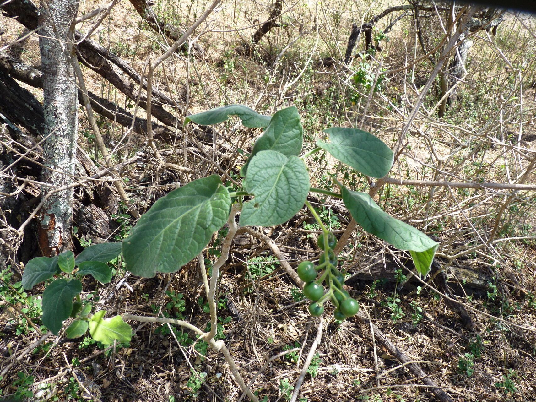 Solanum amotapense habit