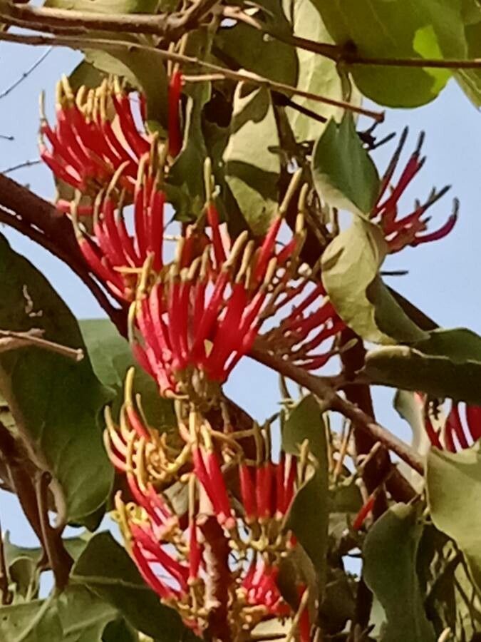 Dendrophthoe falcata flower