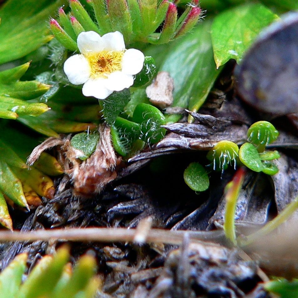 Ourisia muscosa flower