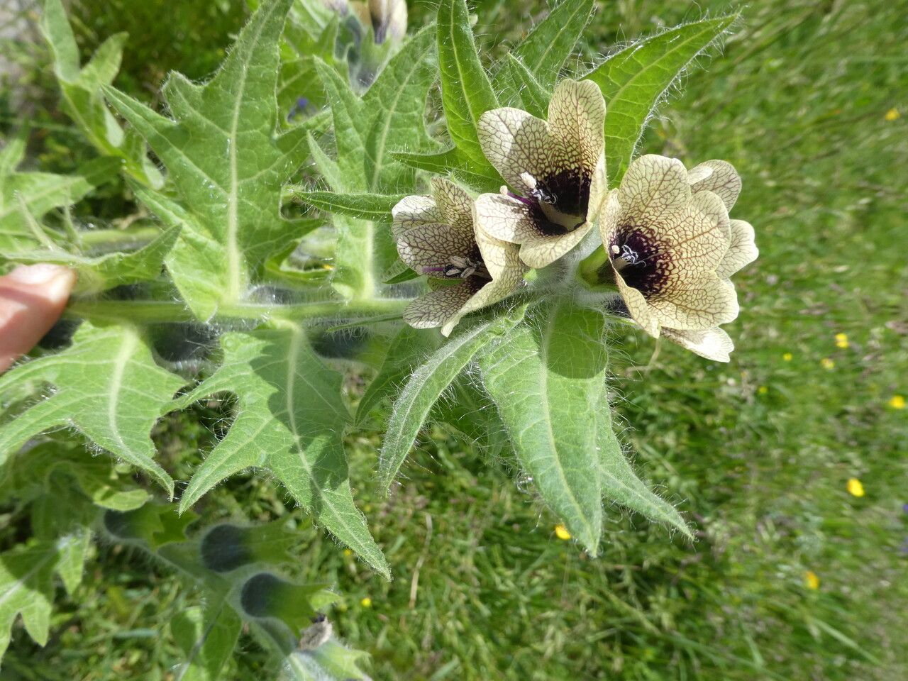 Hyoscyamus niger — search result for 'Ireland'