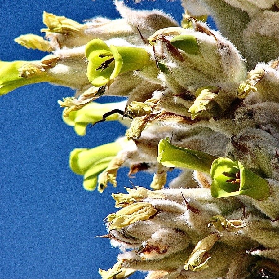 Puya herzogii flower