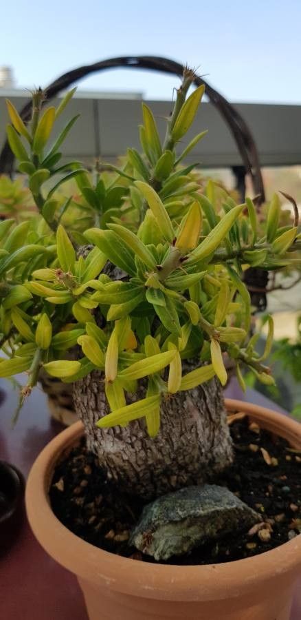 Pachypodium bispinosum leaf