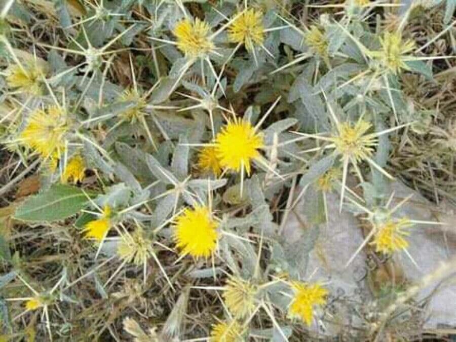 Centaurea hyalolepis flower