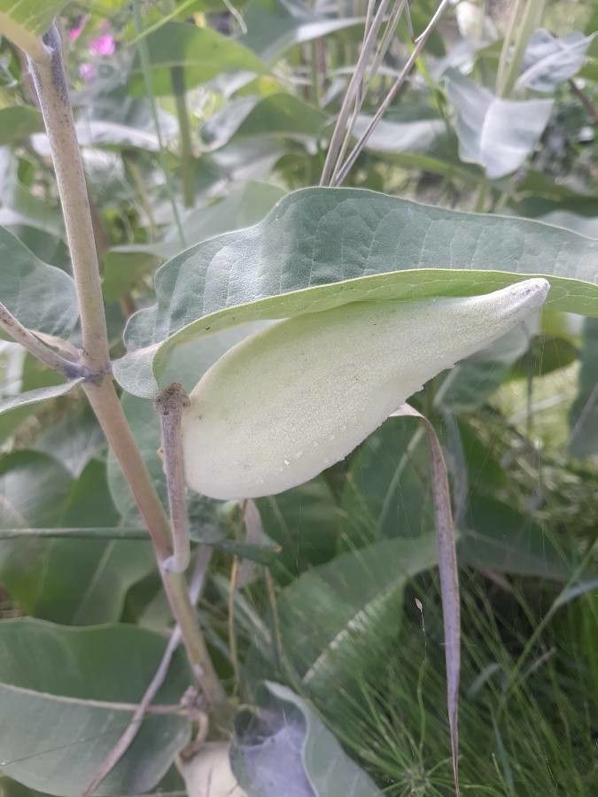 Asclepias viridiflora fruit