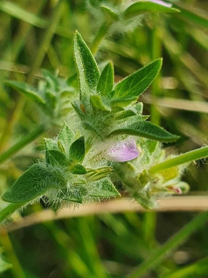 Justicia heterocarpa — search result for 'Justicia'