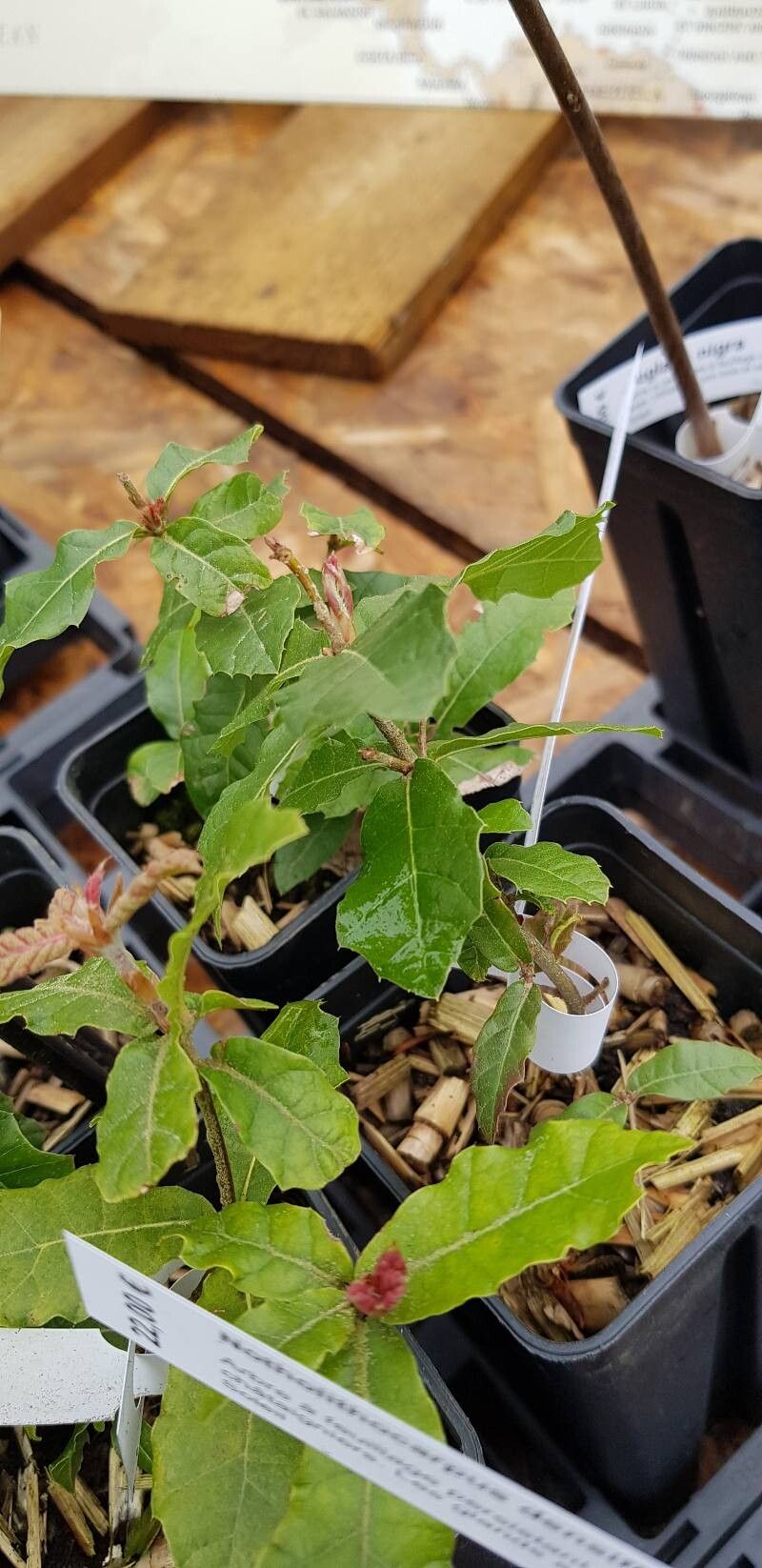 Quercus hirtifolia — houseplant care guide