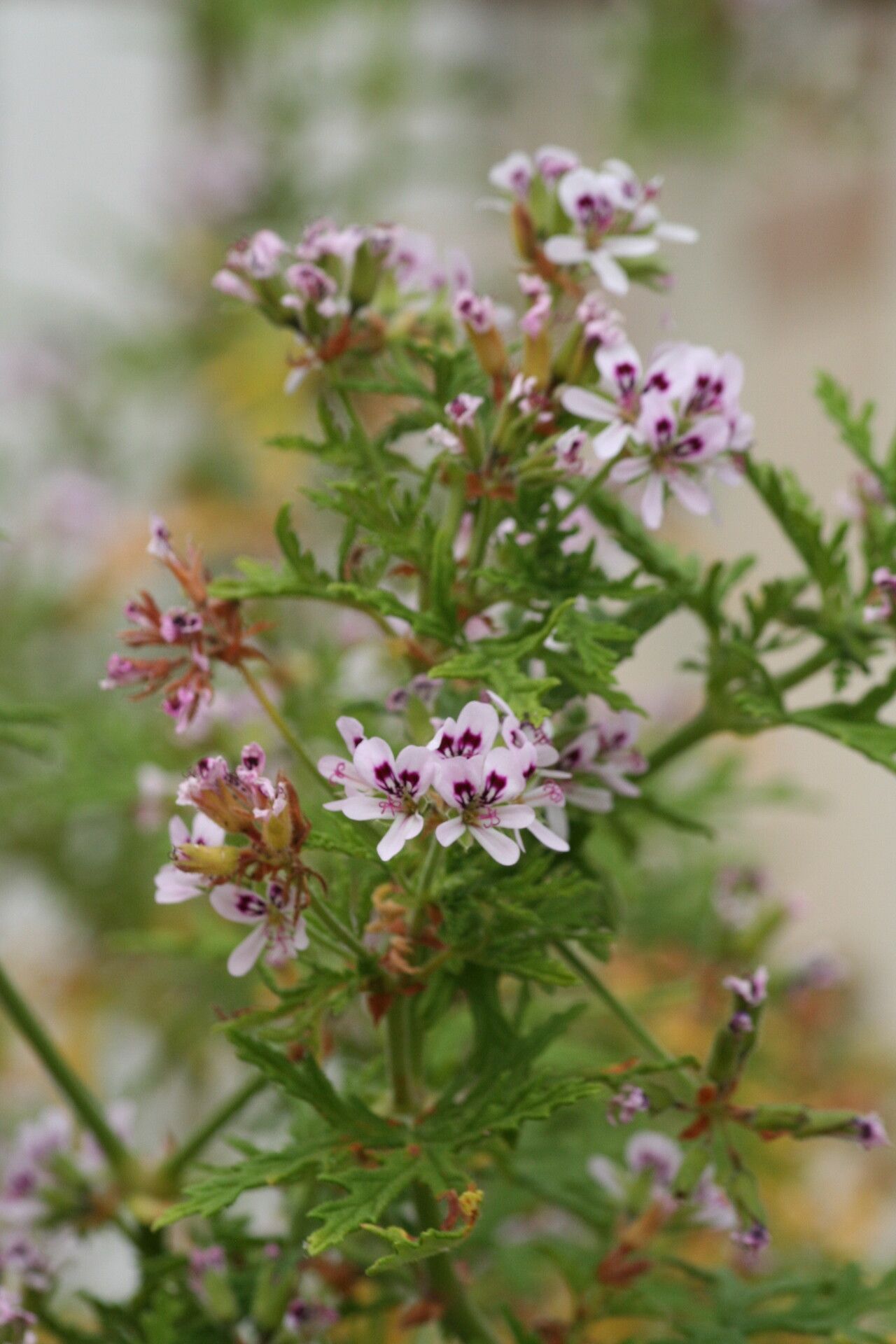 Pelargonium radens — houseplant care guide