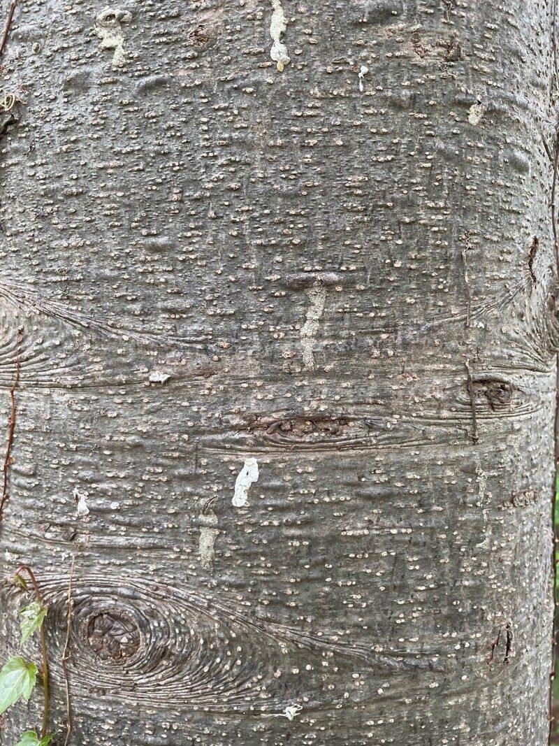 Abies sachalinensis bark