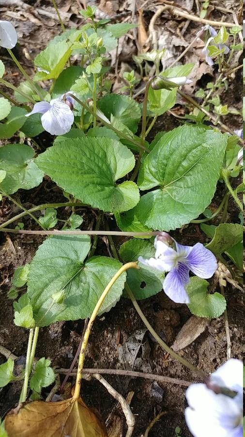 Viola rostrata leaf
