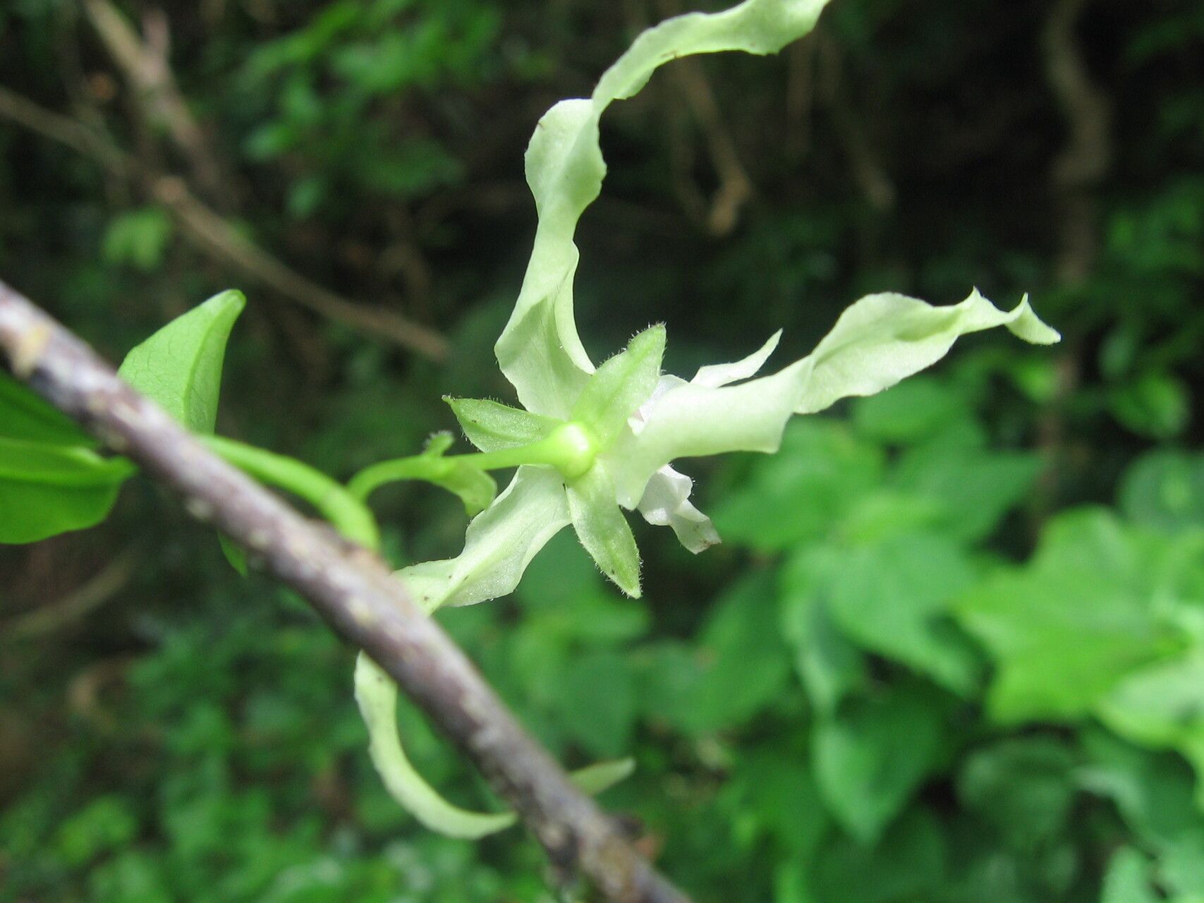 Monodora hastipetala flower