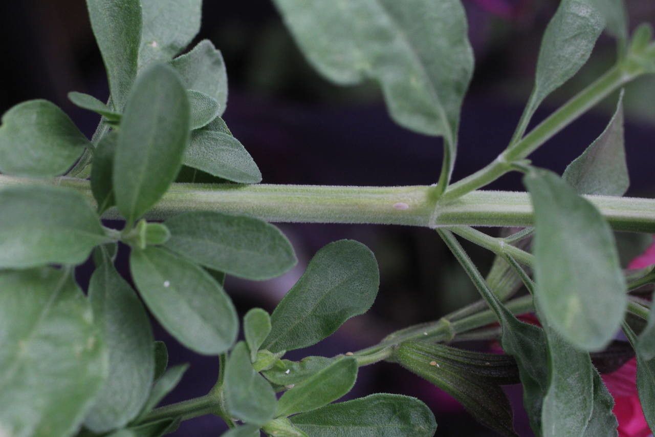 Salvia × jamensis bark