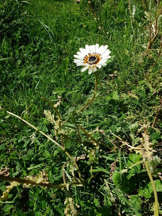 Ismelia carinata habit