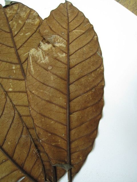 Chrysophyllum eximium other