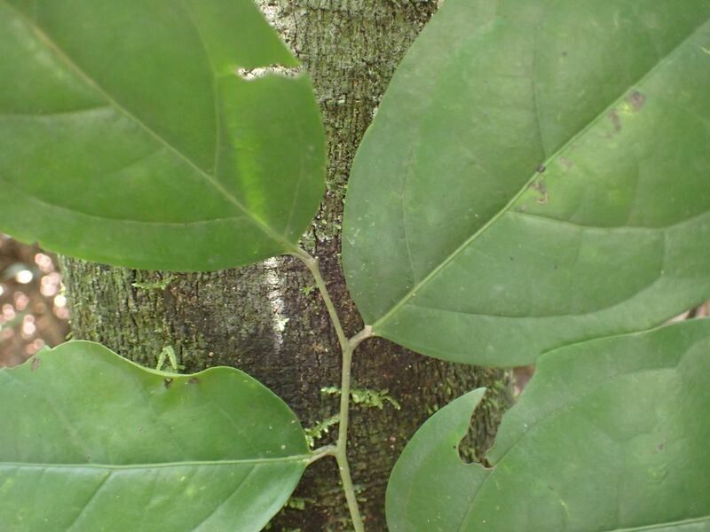 Diospyros iturensis — search result for 'Benin'