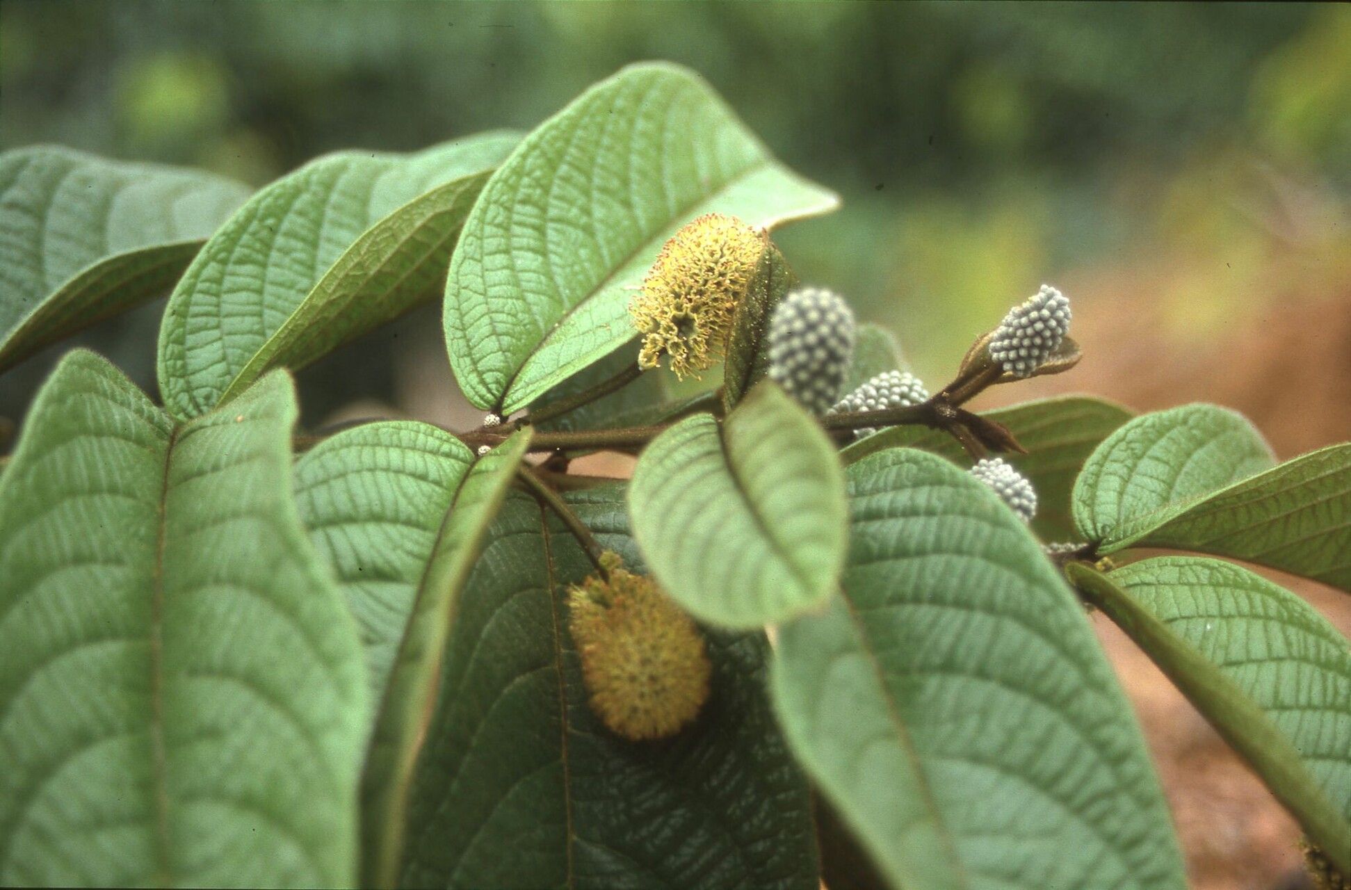 Combretum ndjoleense — search result for 'Combretum'