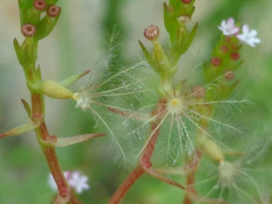 Centranthus calcitrapae fruit