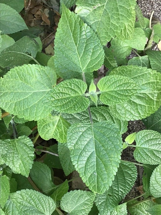 Salvia coerulea leaf