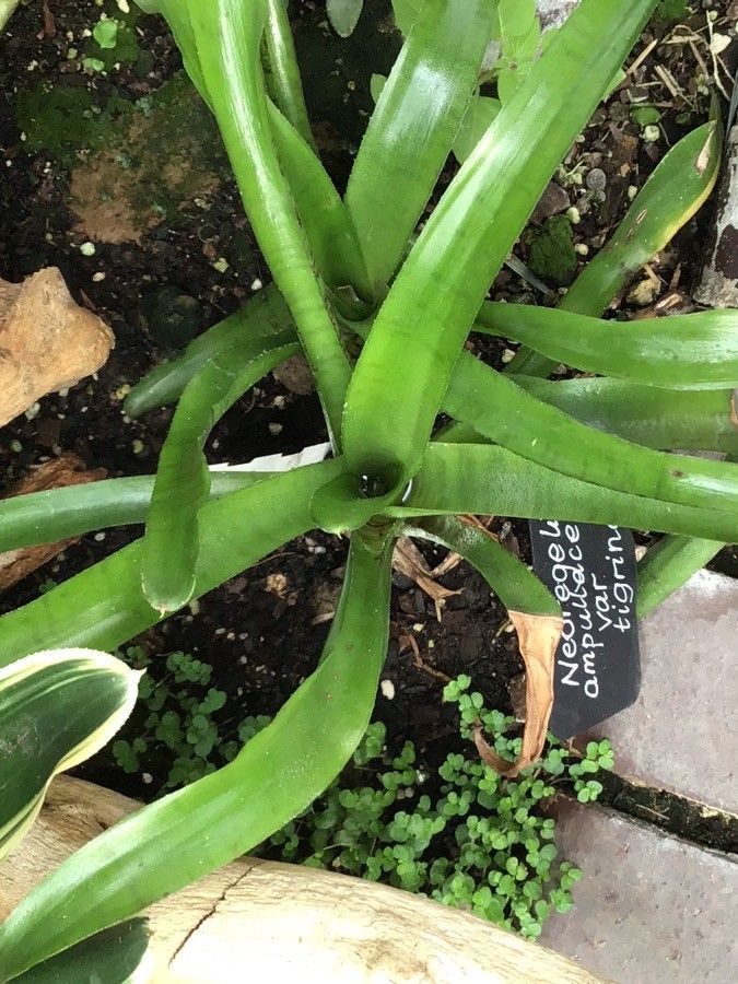 Neoregelia ampullacea — related species from the same genus
