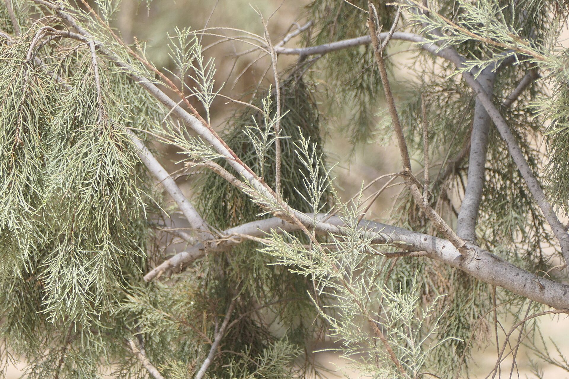 Tamarix usneoides bark