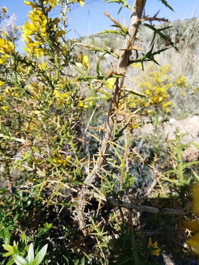 Cytisus galianoi bark