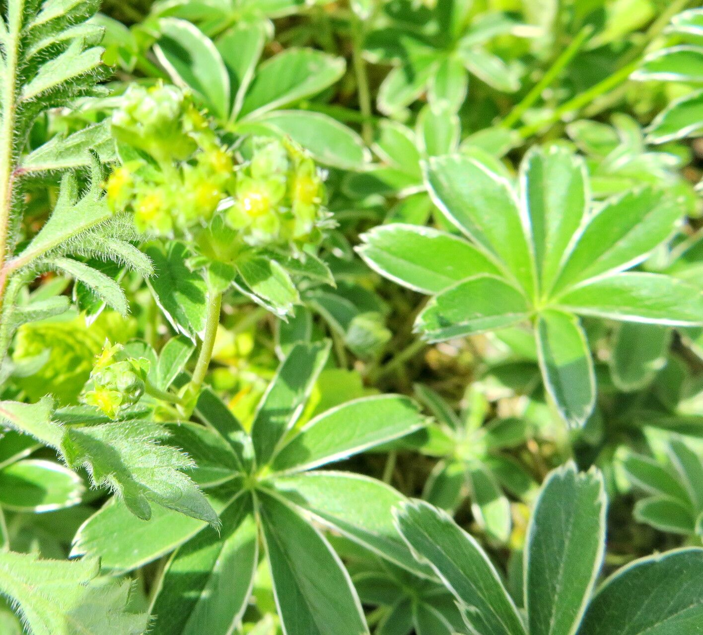 Alchemilla plicata flower