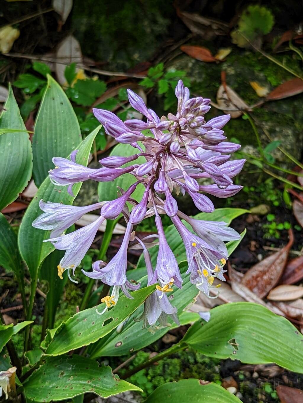 Hosta longipes flower