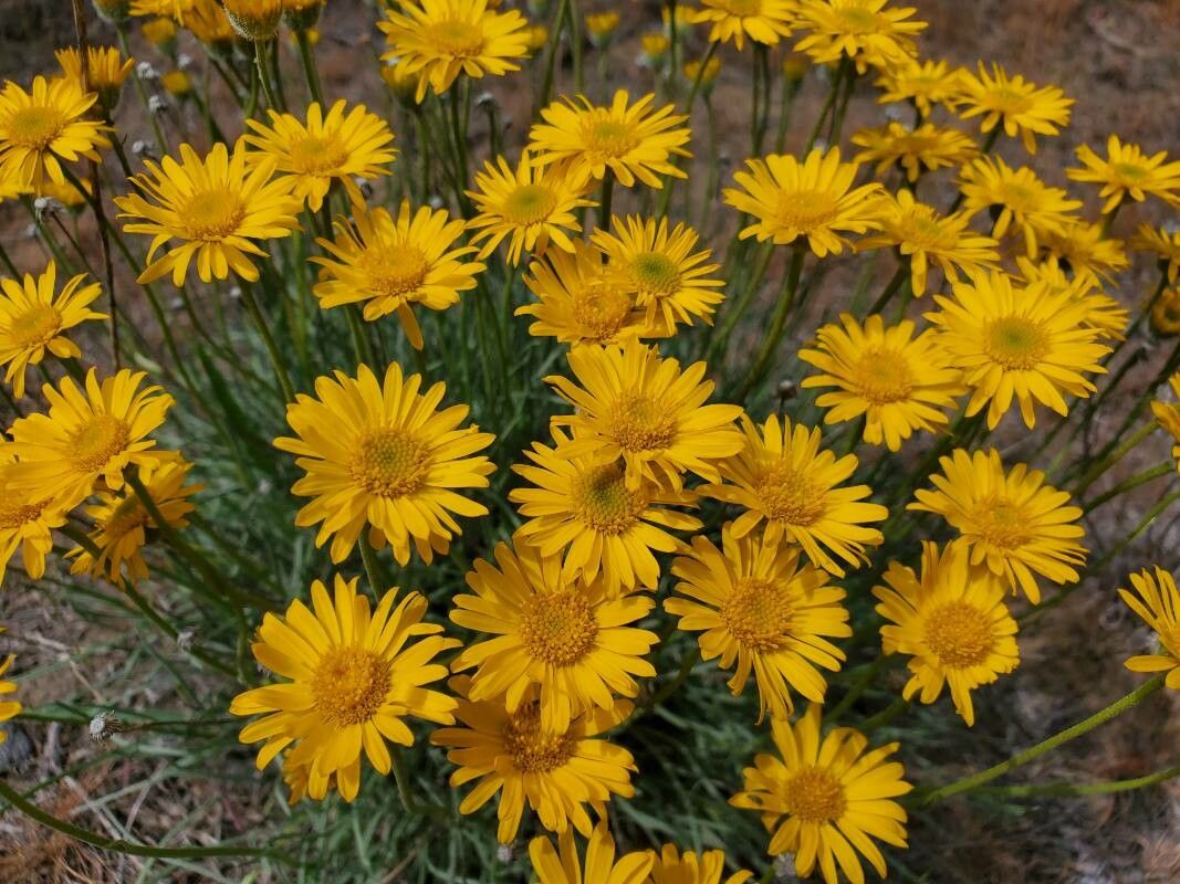 Erigeron linearis flower