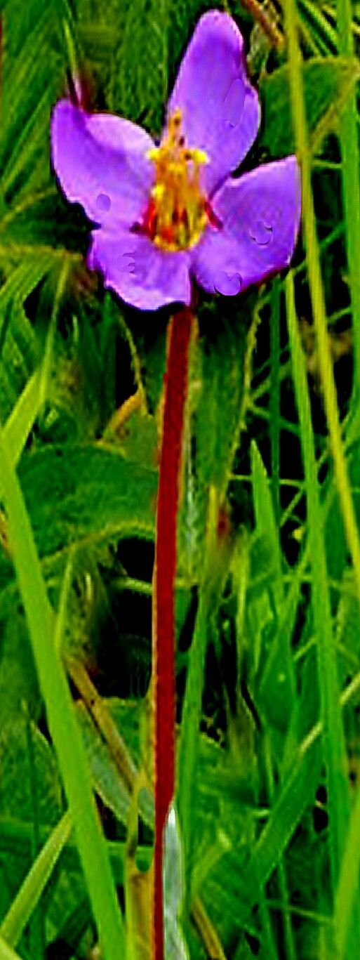 Argyrella phaeotricha — related species from the same genus