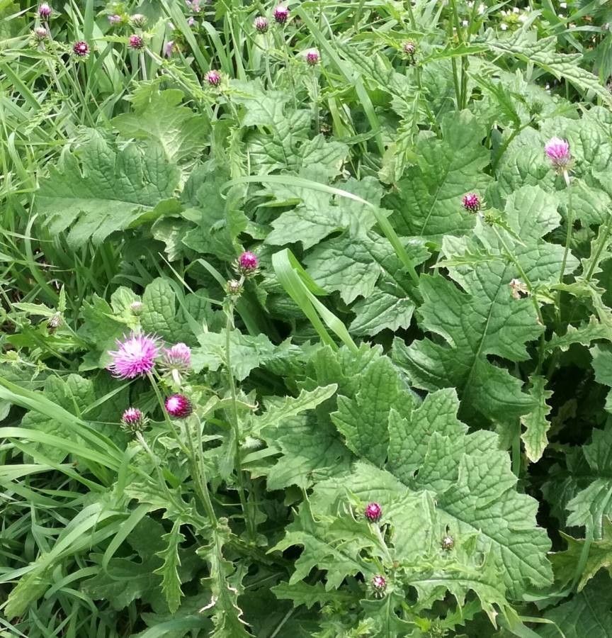 Carduus carduelis — search result for 'Carduus'