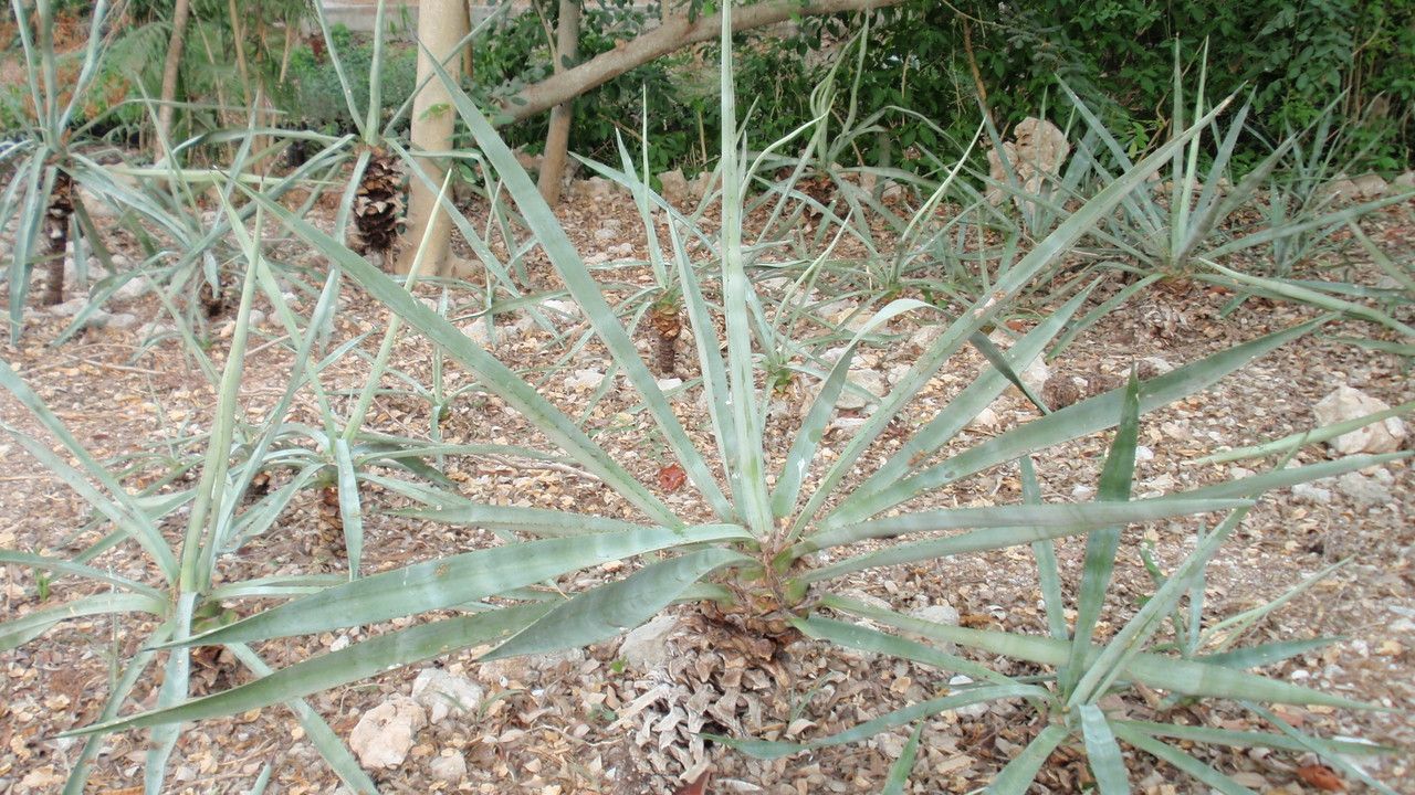 Agave fourcroydes — search result for 'Cuba'