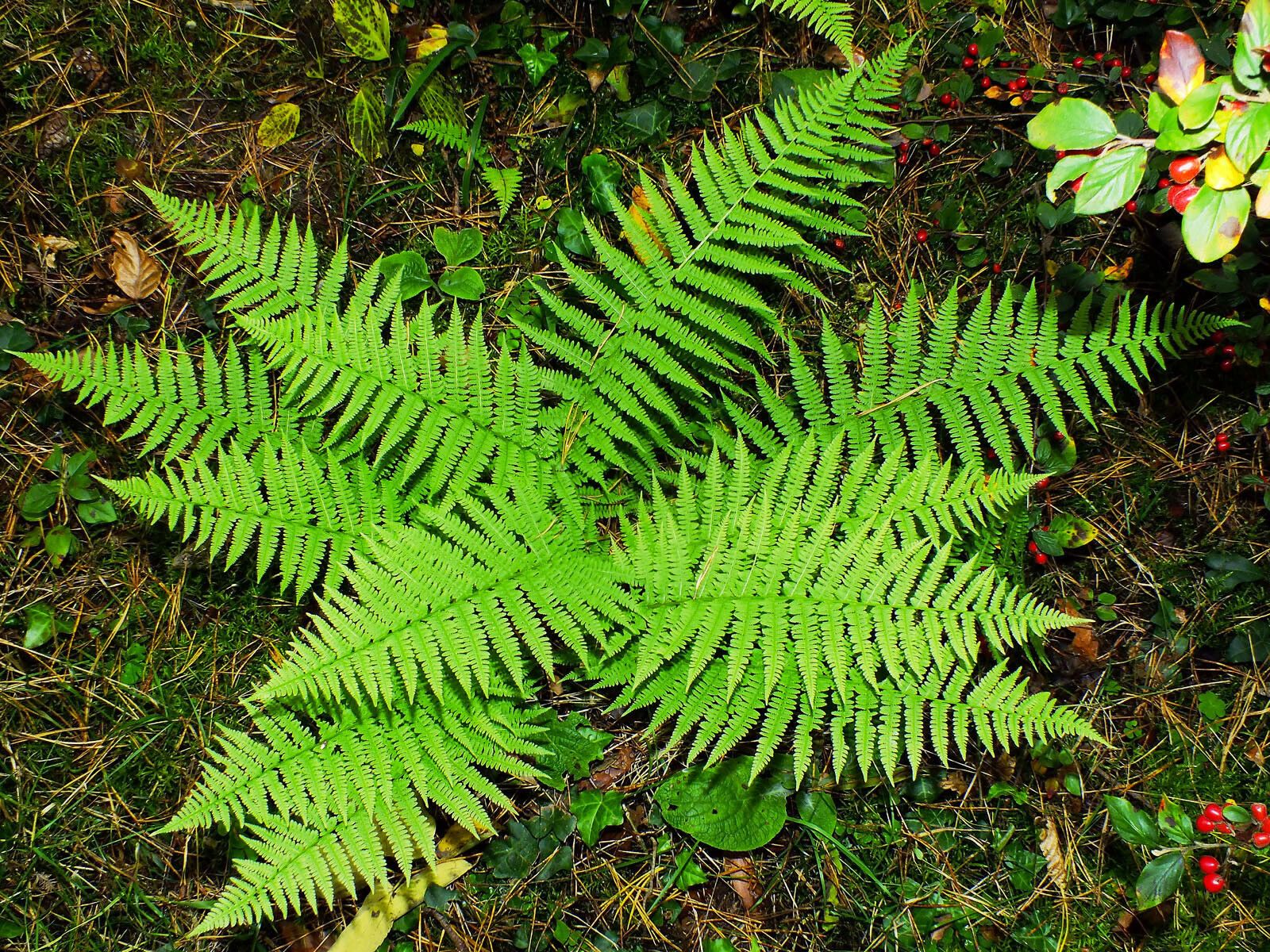 Deparia acrostichoides habit