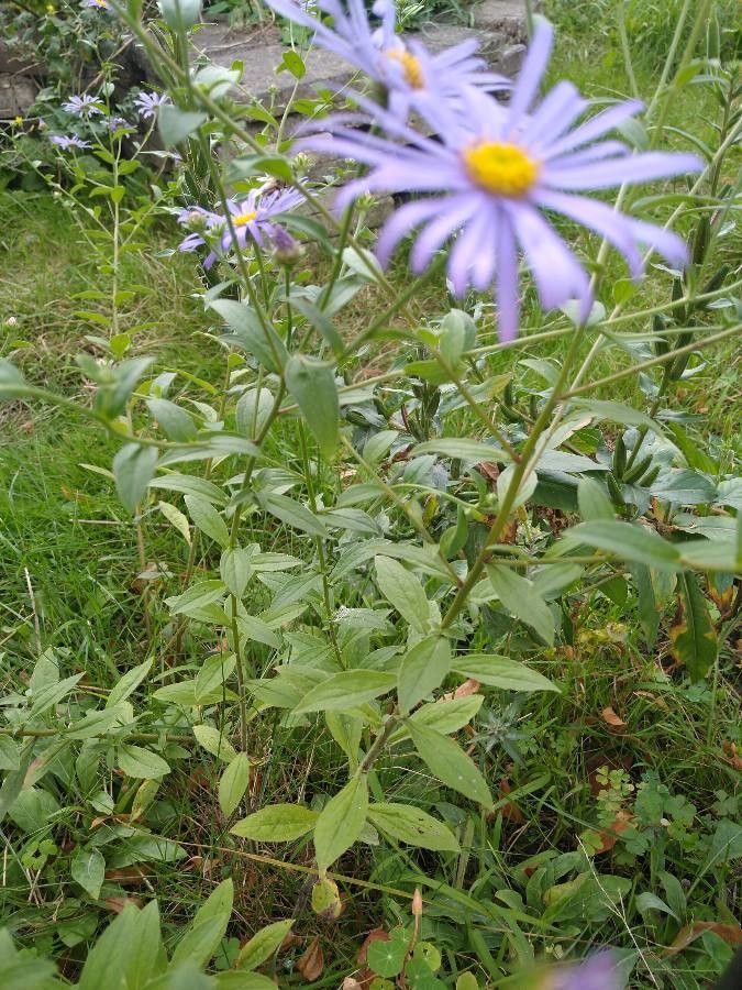 Aster amellus — search result for 'Aster'