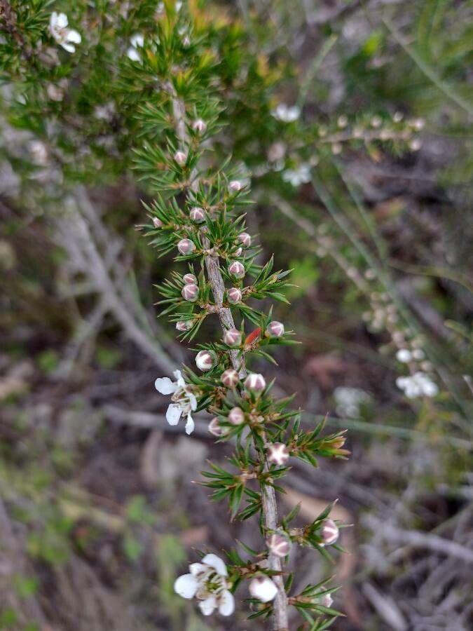Leptospermum arachnoides habit