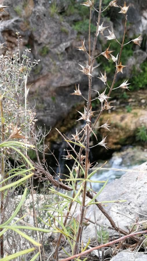 Teucrium pseudochamaepitys fruit