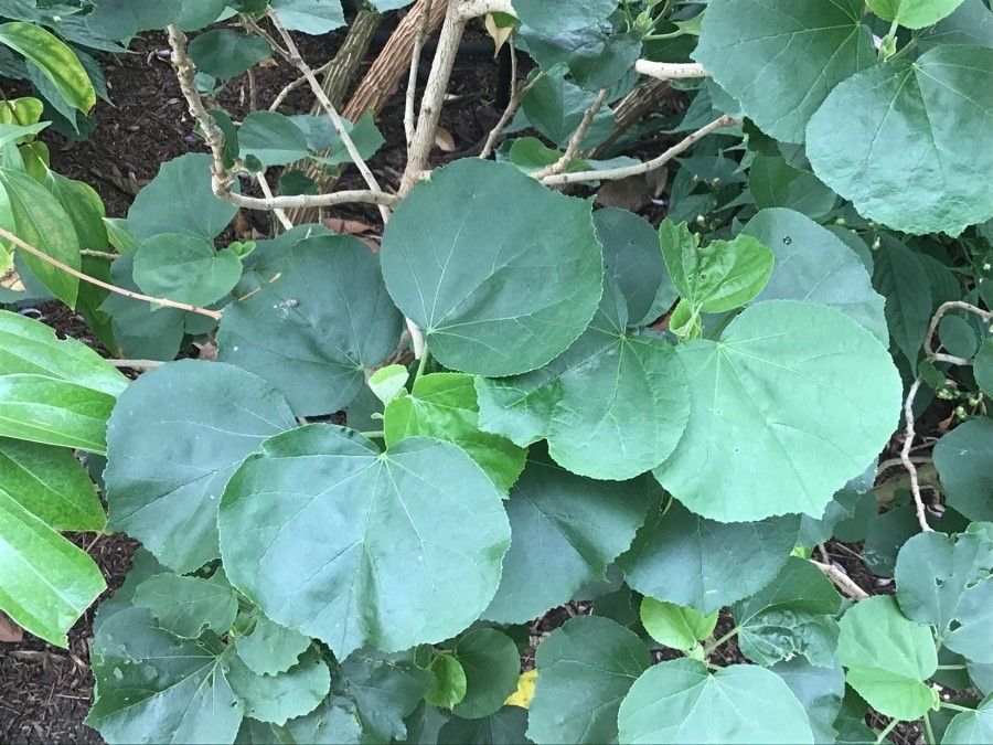 Hibiscus hamabo — search result for 'Hibiscus'