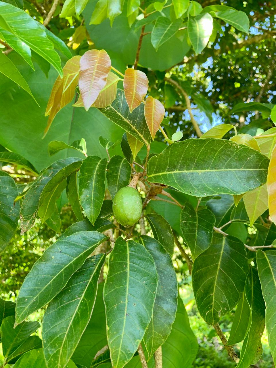 Canarium vitiense — search result for 'Fiji'