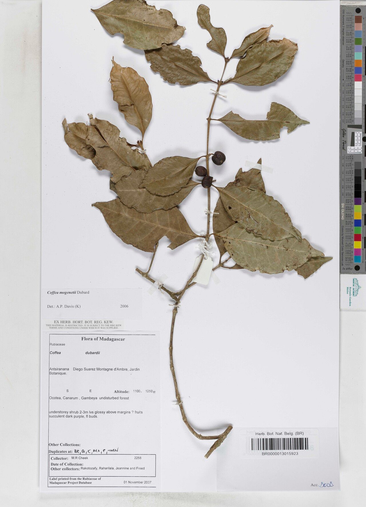 Coffea mogenetii — houseplant care guide