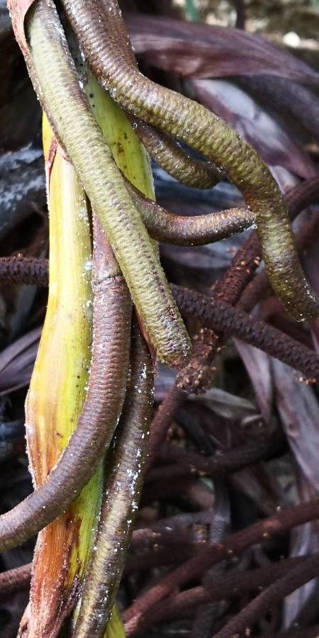 Hyphaene thebaica flower
