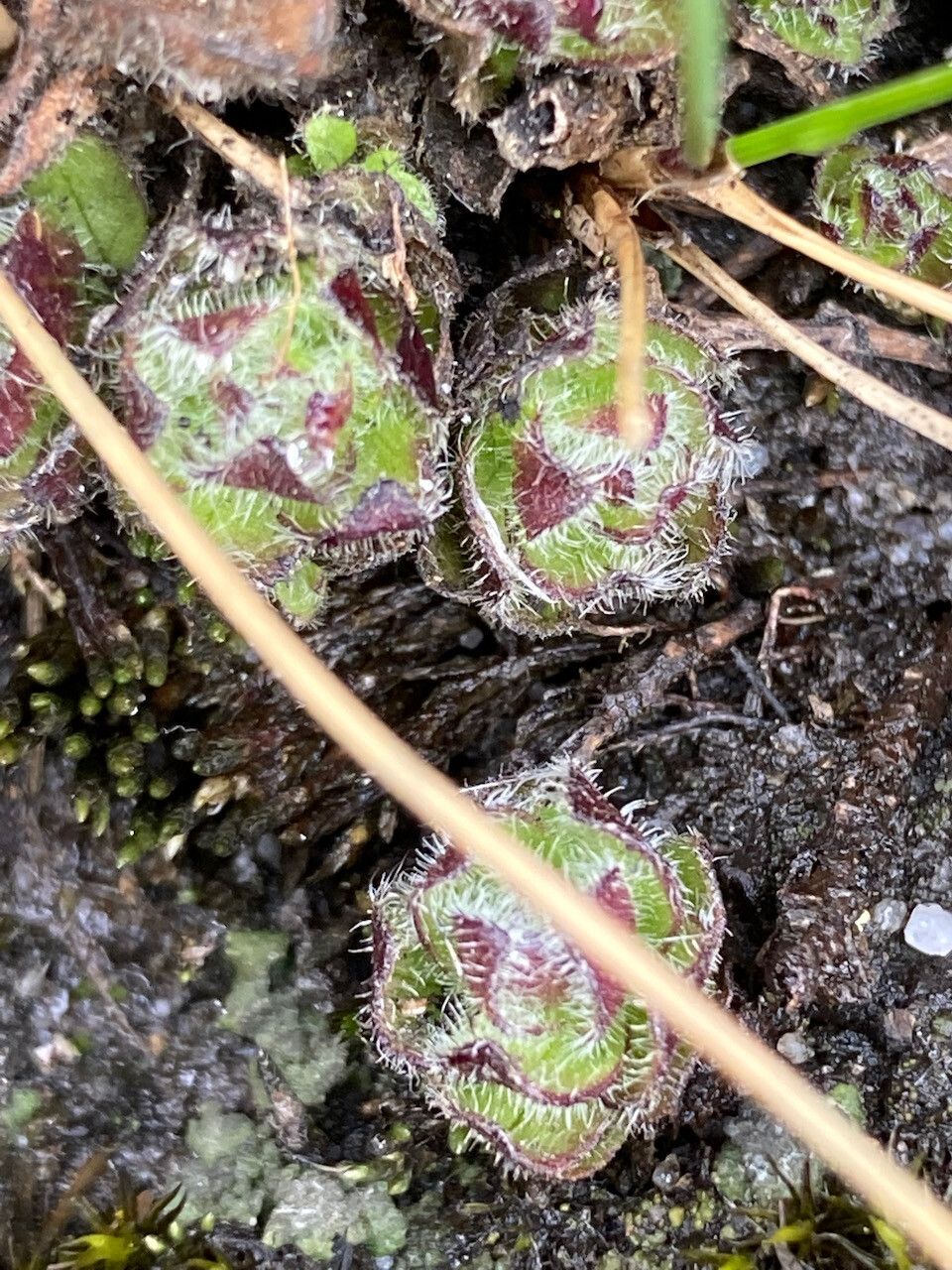 Castilleja paramensis leaf