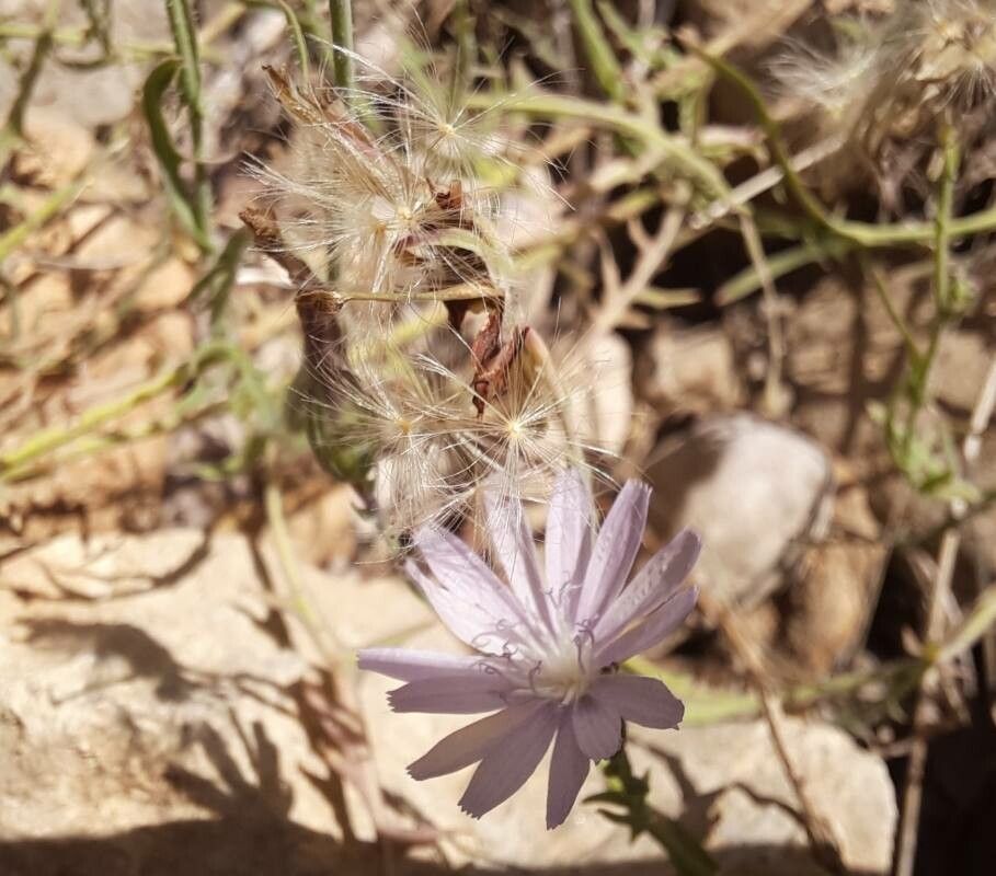 Lactuca tenerrima fruit