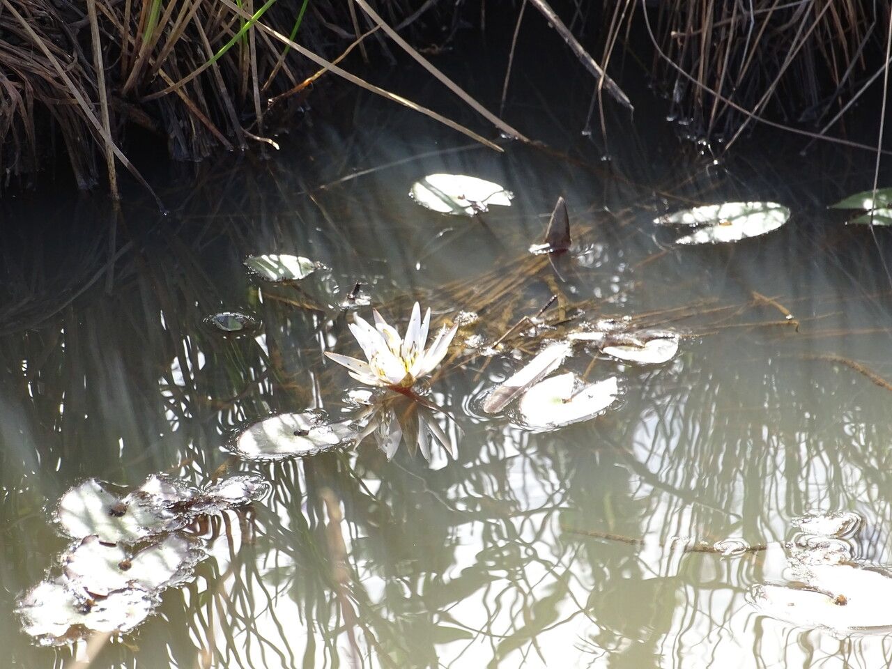 Nymphaea micrantha leaf