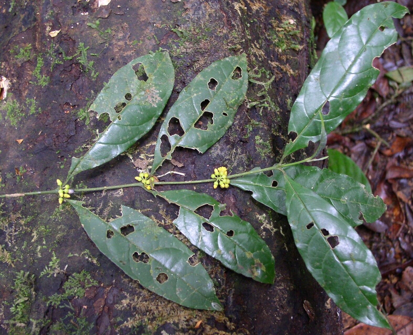 Pauridiantha divaricata — houseplant care guide