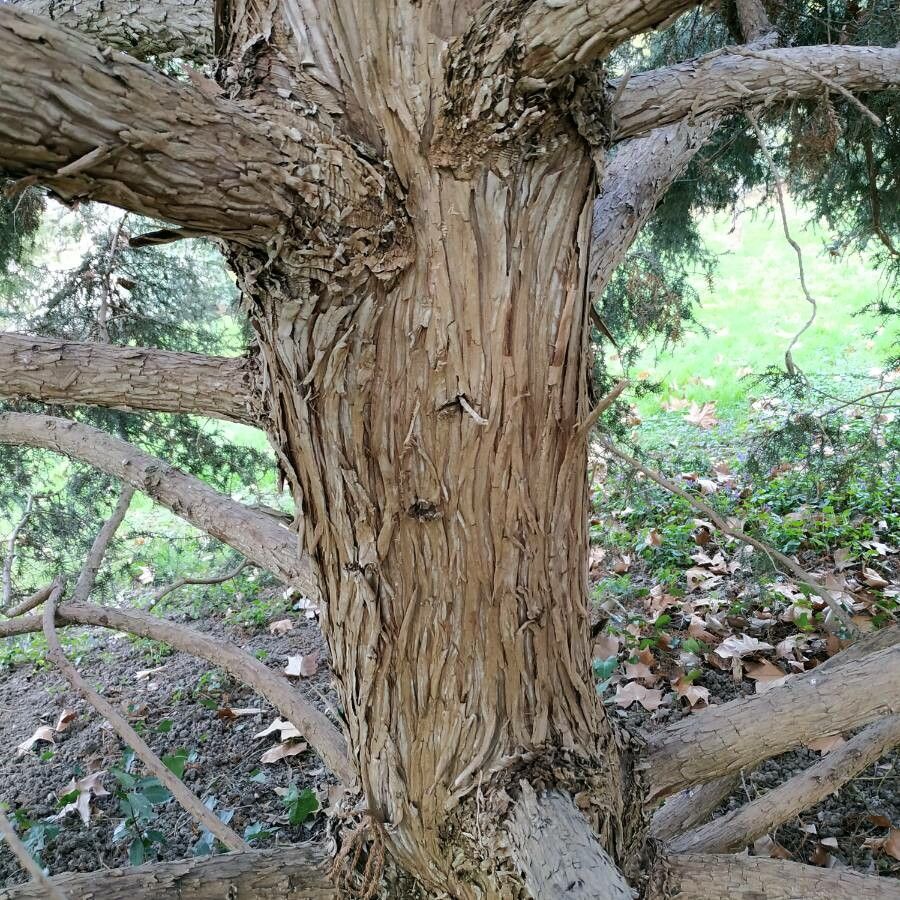 Juniperus drupacea bark
