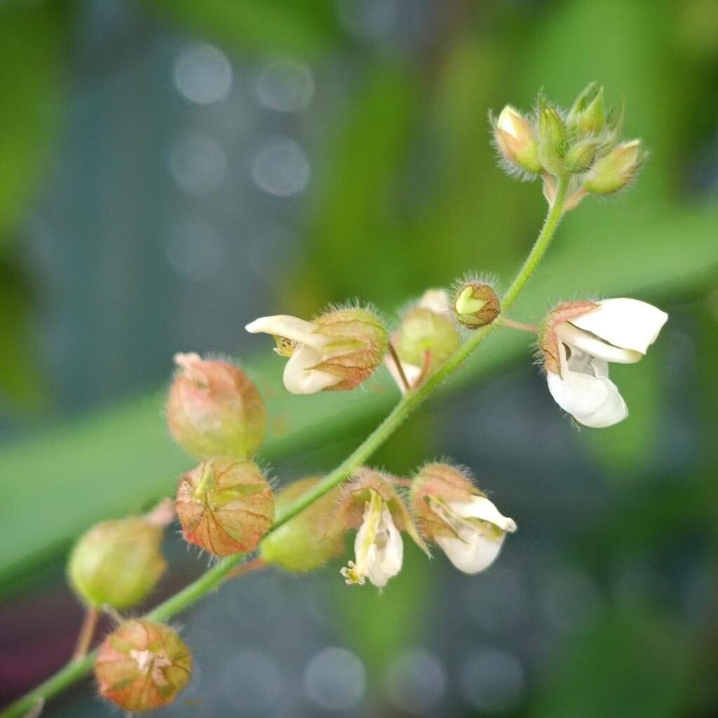 Christia obcordata flower