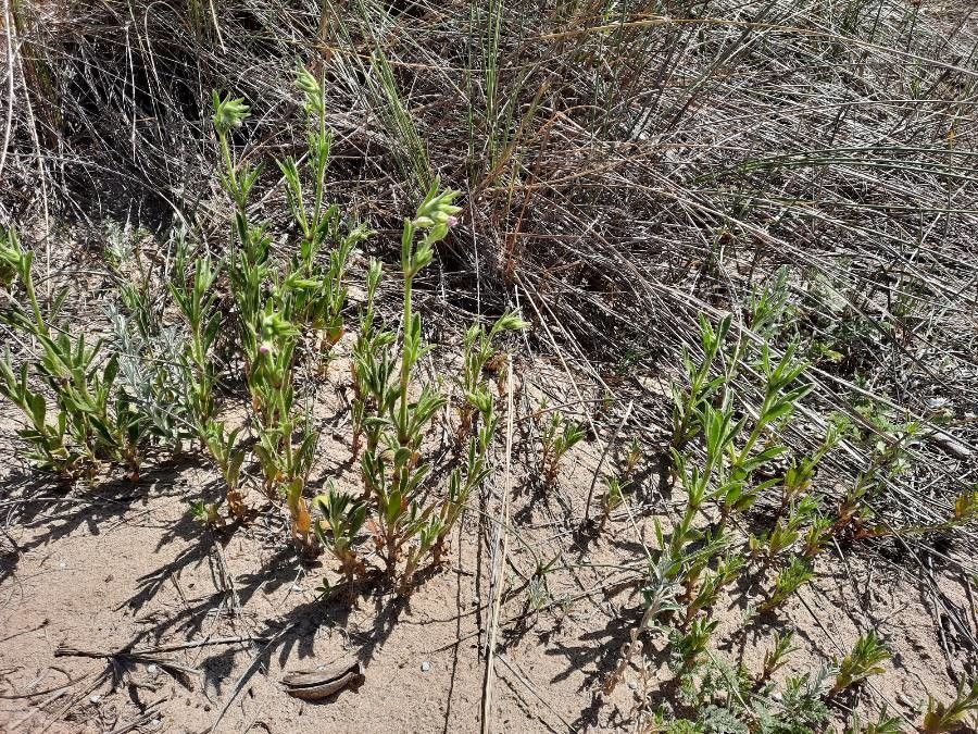 Silene ramosissima habit