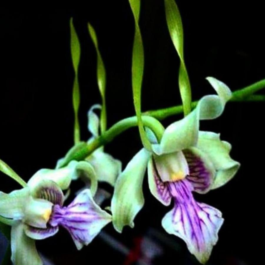Dendrobium antennatum flower