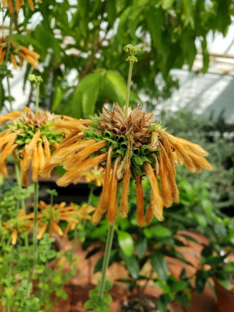 Leonotis ocymifolia flower