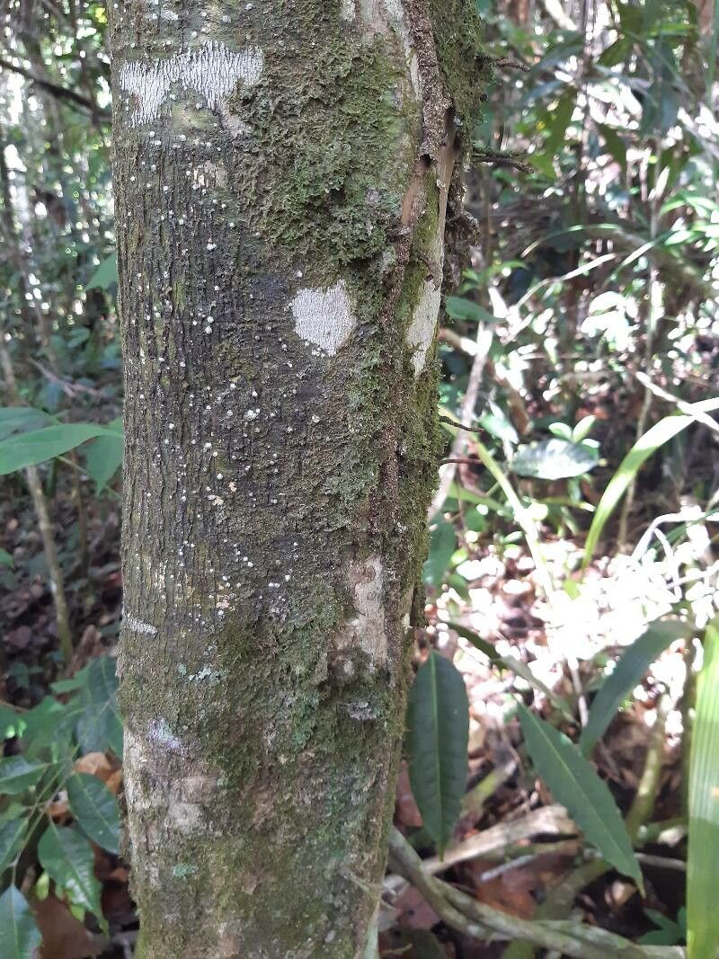 Myrcia neoforsteri bark