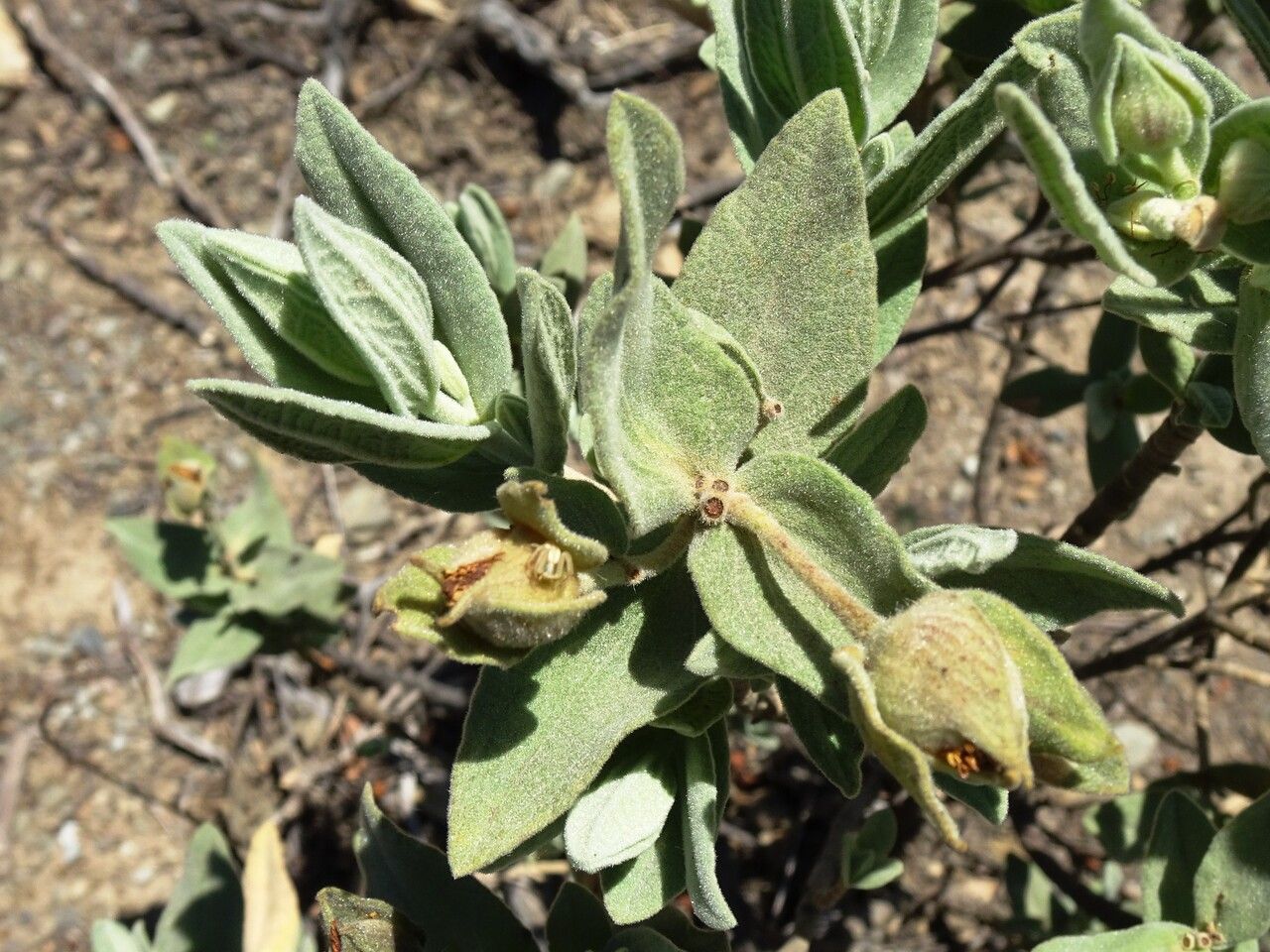Cistus albidus leaf