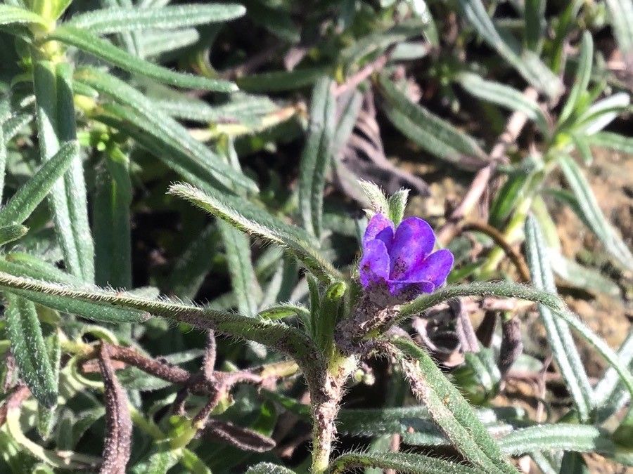 Glandora diffusa habit